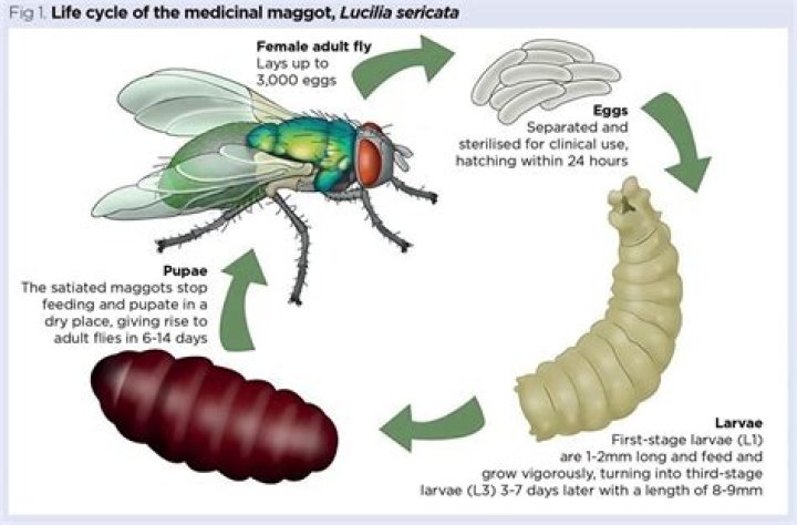 How are maggots formed in humans