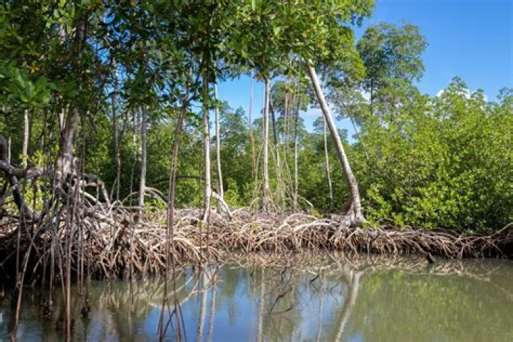 How are mangroves important? | ContextResponse.com