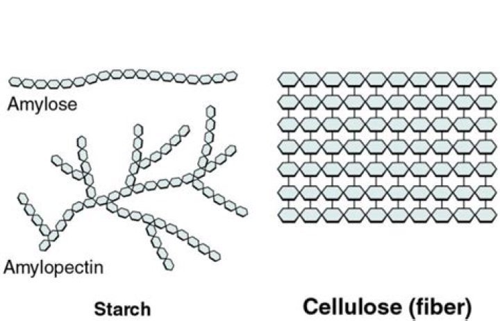 How are starch and cellulose similar and different