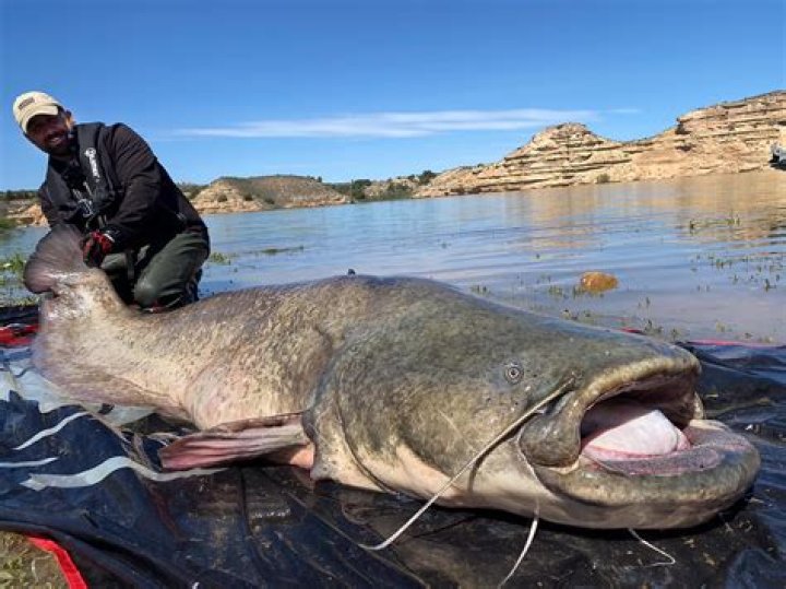 How big can a Mekong catfish get?