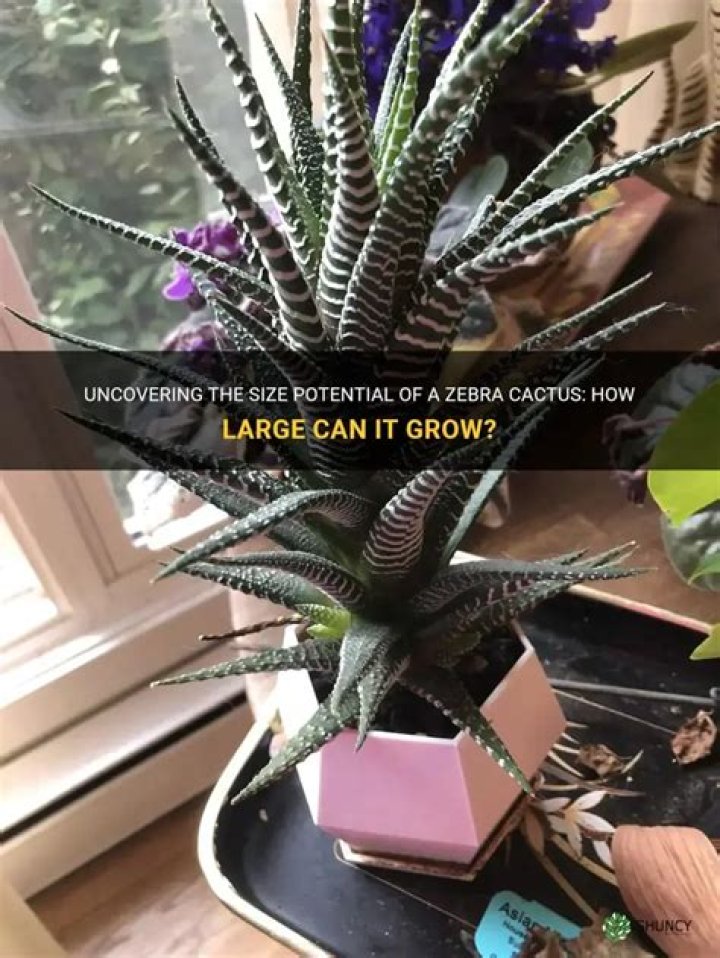 How big can a zebra Cactus get