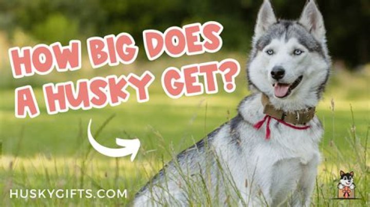 How big does a flowering quince get