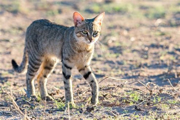 How big is an African wildcat?