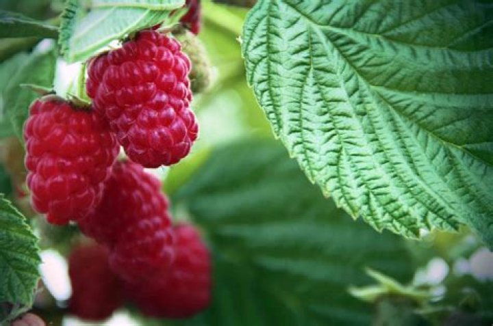 How big will a raspberry bush get?