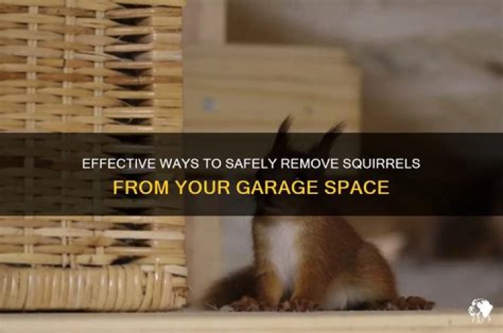 How can I get squirrels out of my garage