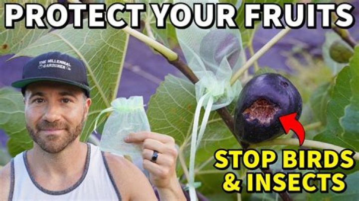 How can I protect my baby birds from my cat