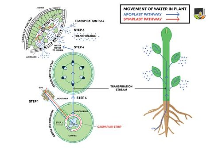 How can you measure the plant pieces to determine the rate of osmosis