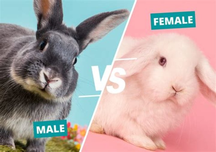 How can you tell how old your bunny is?