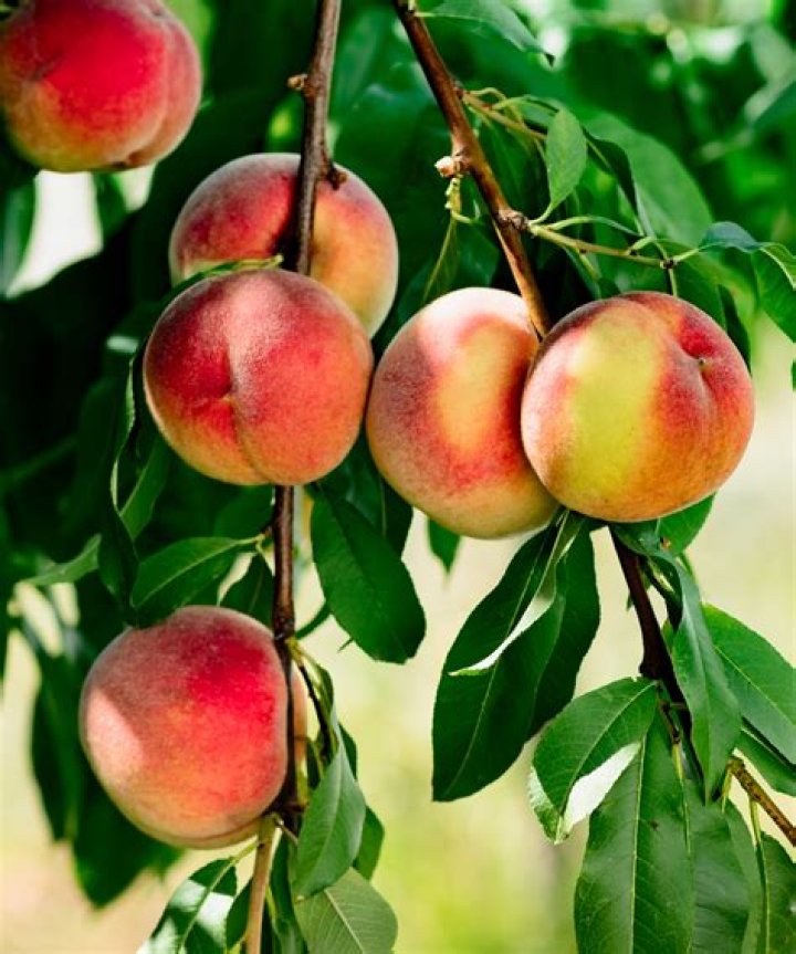 How can you tell when peaches are ready to pick