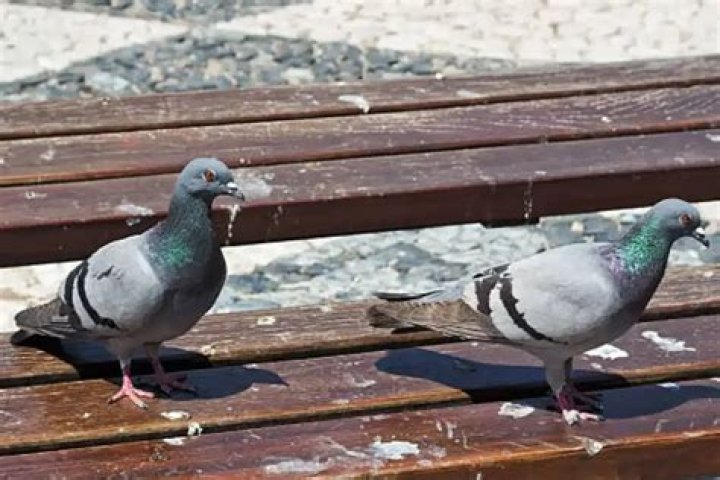 How dangerous is pigeon poop?