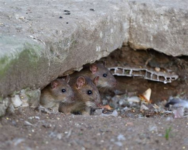 How deep do field mice burrow?