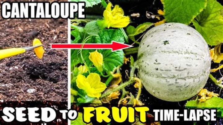 How deep should cantaloupe seeds be planted