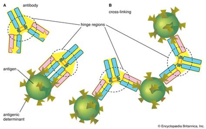 How do antigens and antibodies work together