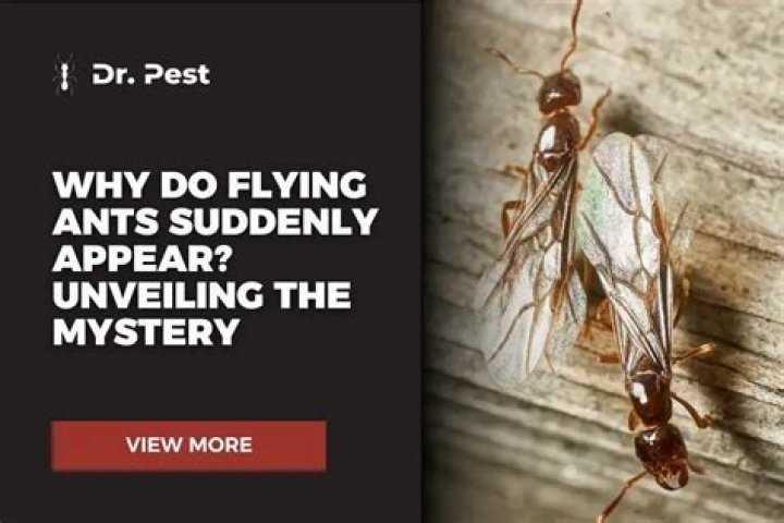How do ants just appear out of nowhere?