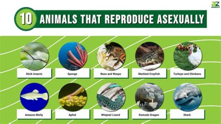 How do asexual animals reproduce