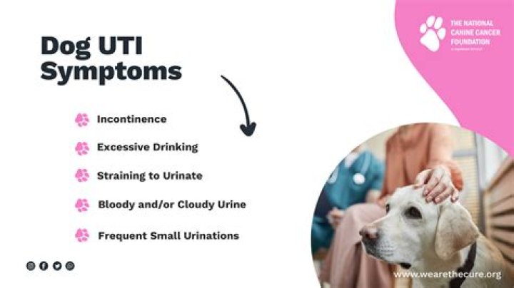 How do dogs get UTI infections