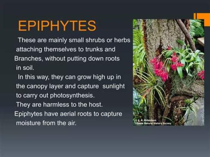 How do epiphytes grow