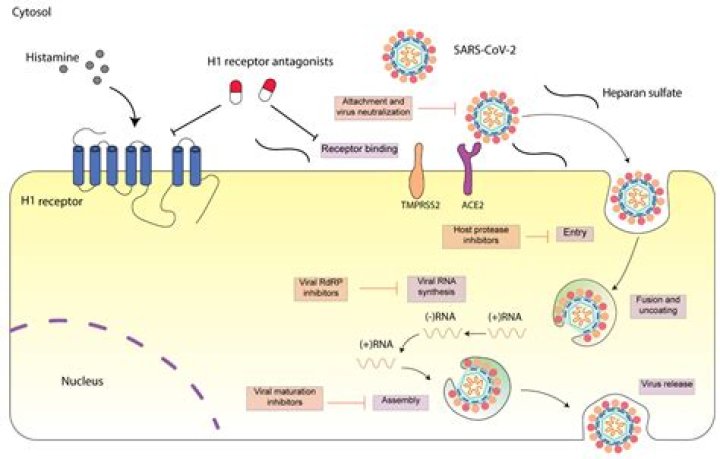 How do h1 receptor antagonists work