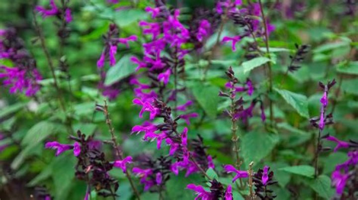 How do I care for my annual salvia?