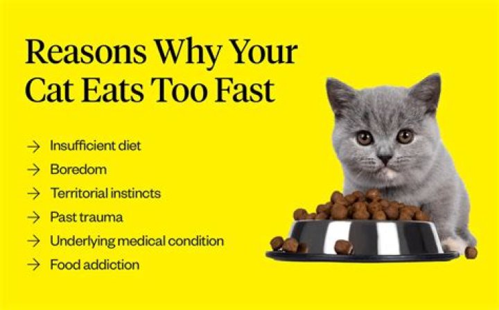 How do I get my cat to stop eating human food?