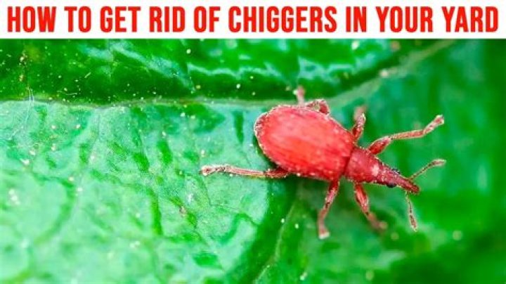 How do I get rid of chiggers on my patio