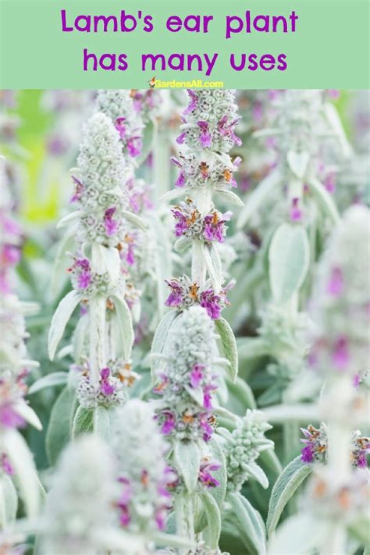 How do I get rid of lambs ear in my garden