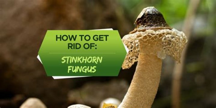 How do I get rid of stinkhorn eggs?