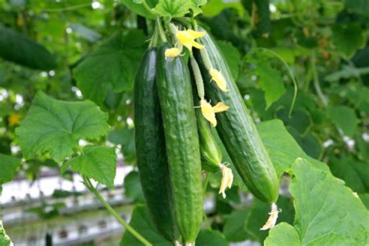 How do I identify a cucumber plant