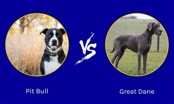 How do I identify a Great Dane?