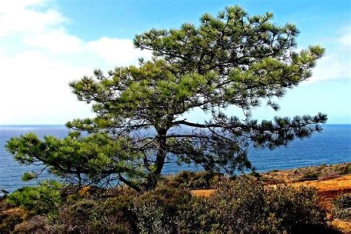 How do I identify a Torrey pine