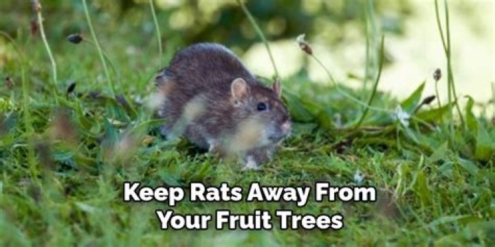 How do I keep rats away from my fruit trees