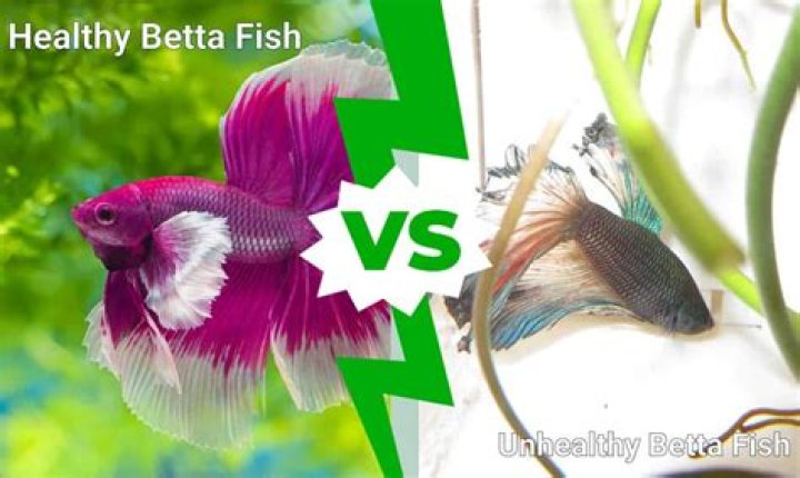 How do I know if my betta fish is healthy?