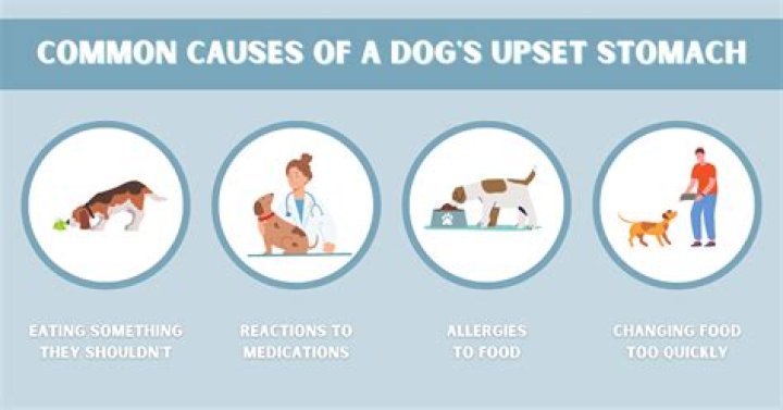 How do I know if my dog has upset stomach