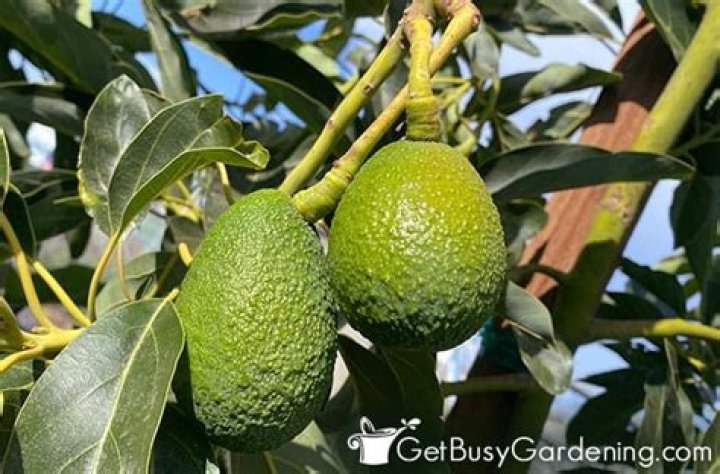 How do I make my avocado tree bushy?