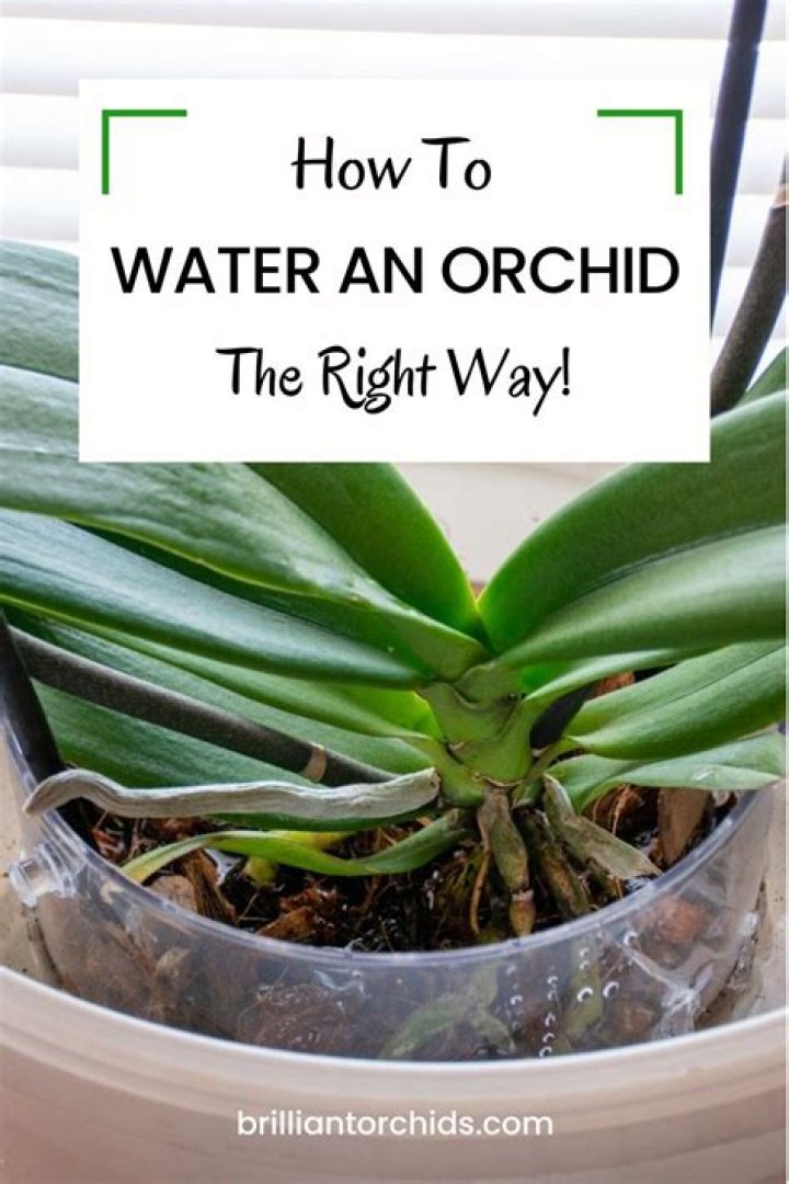 How do I make my orchid medium