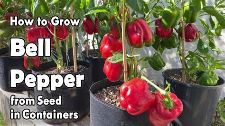 How do I plant bell peppers