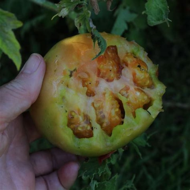 How do I protect my tomatoes from raccoons