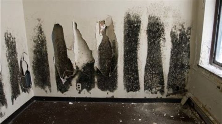 How do I report black mold in my apartment