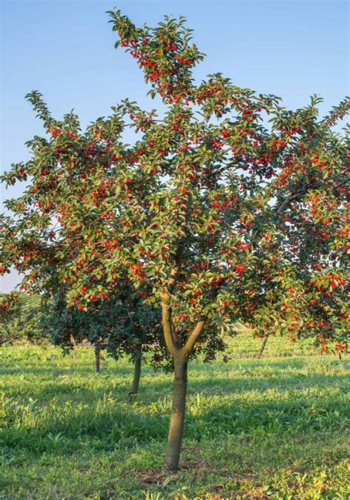 How do I take care of a cherry tree?