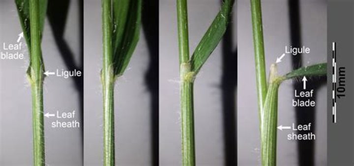 How do leaf modification help plants?
