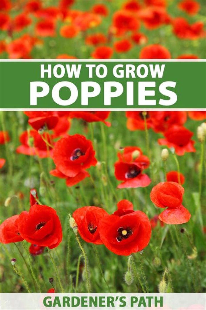 How do Mexican poppies grow