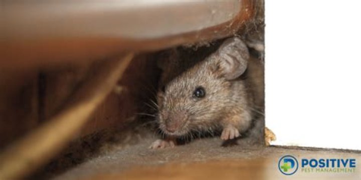 How do mice get in the house