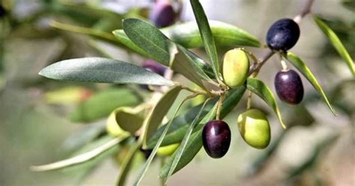How do olive trees grow