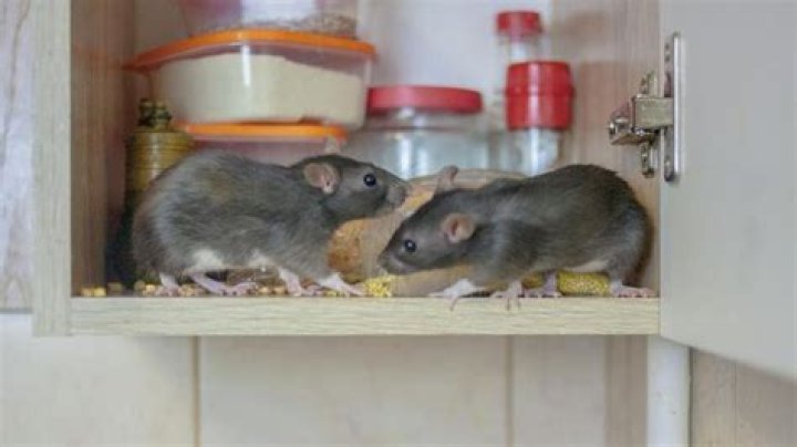 How do rats get in kitchen?