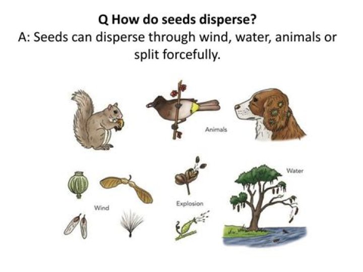 How do seeds disperse