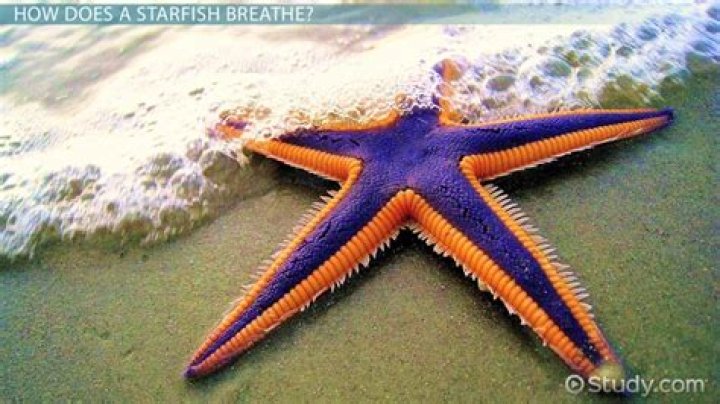 How do starfish obtain energy
