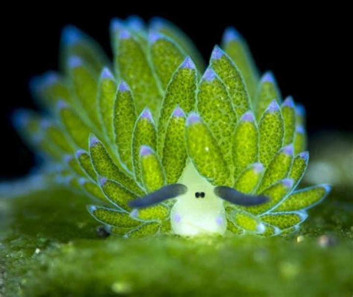 How do the chloroplasts help the sea slug