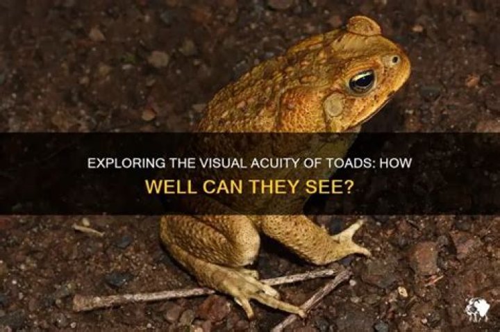 How do toads see