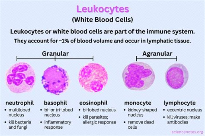 How do white blood cells produce antibodies