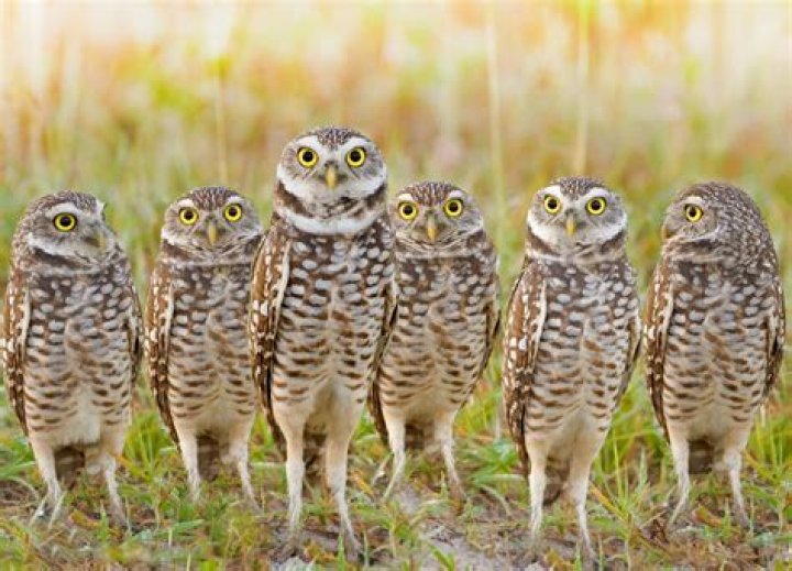 How do you attract burrowing owls